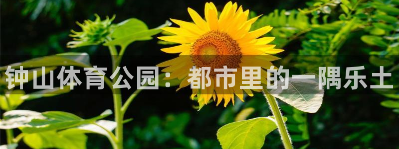 必发官网下载招商电话号码：钟山体育公园：都市里的一隅乐土
